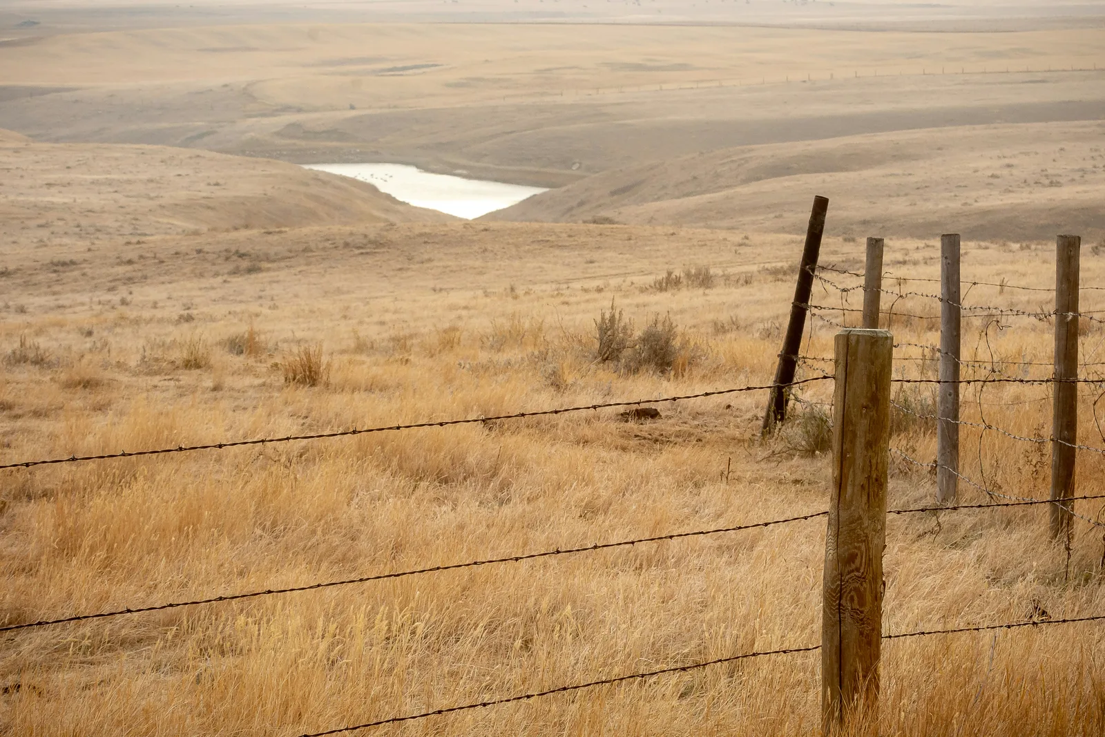 A taut galvanized barbed-wire ranch fence on wood posts along open acreage